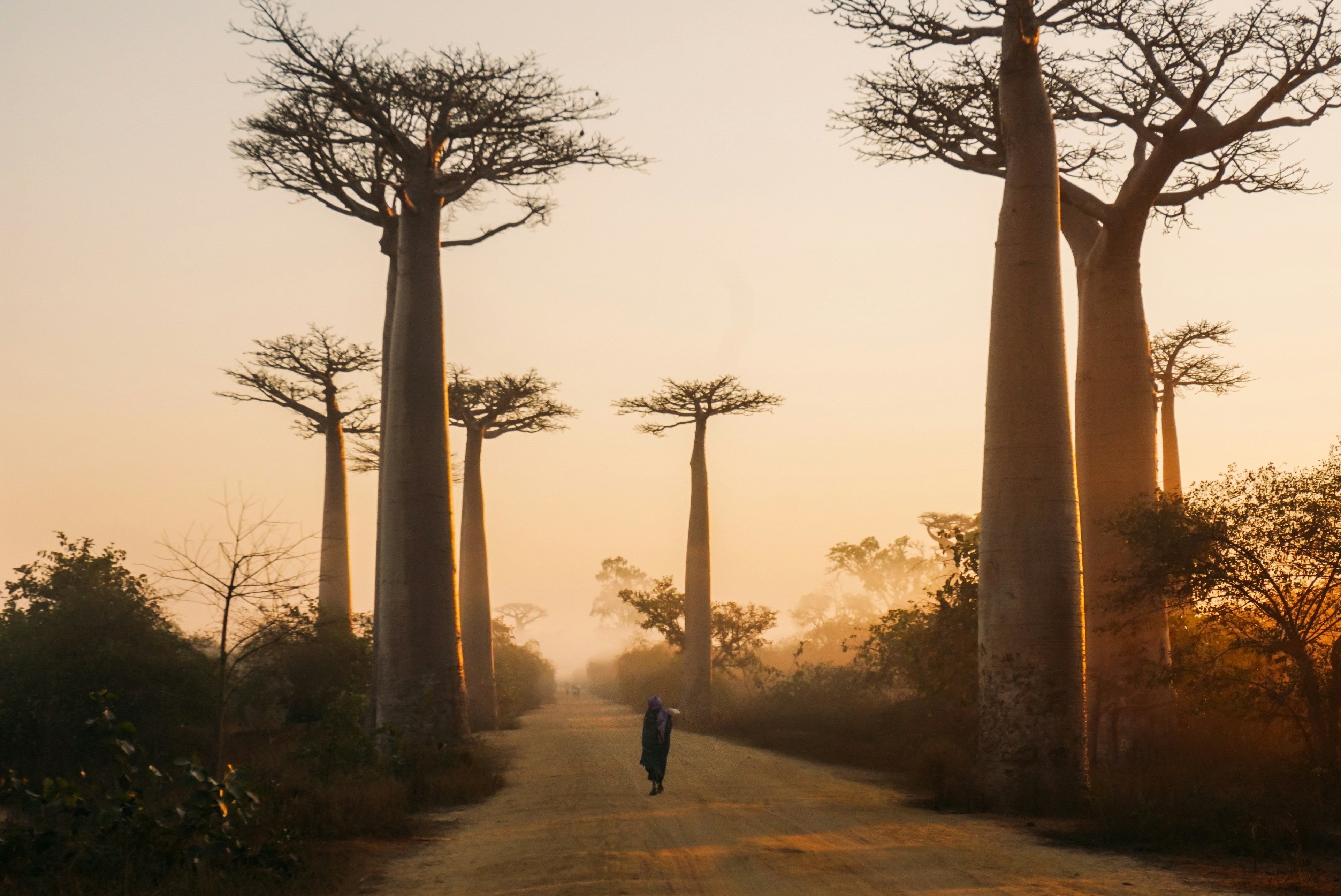 Baobab