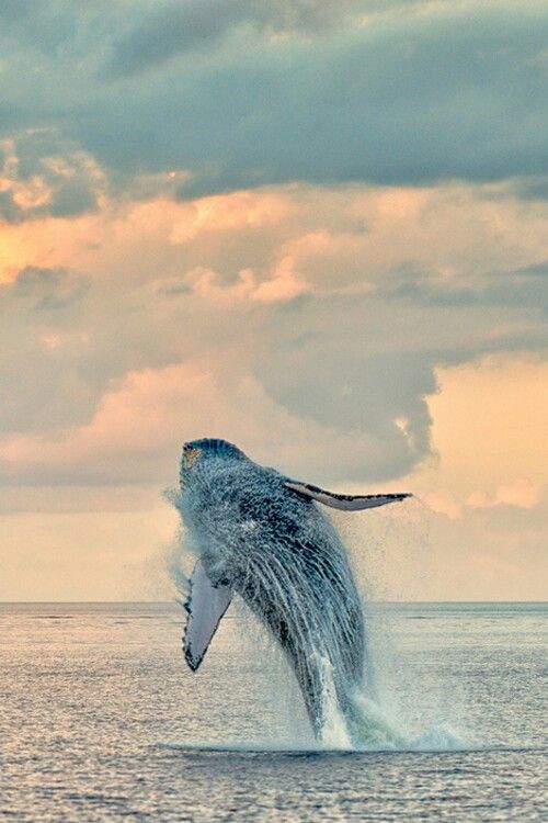 Flying