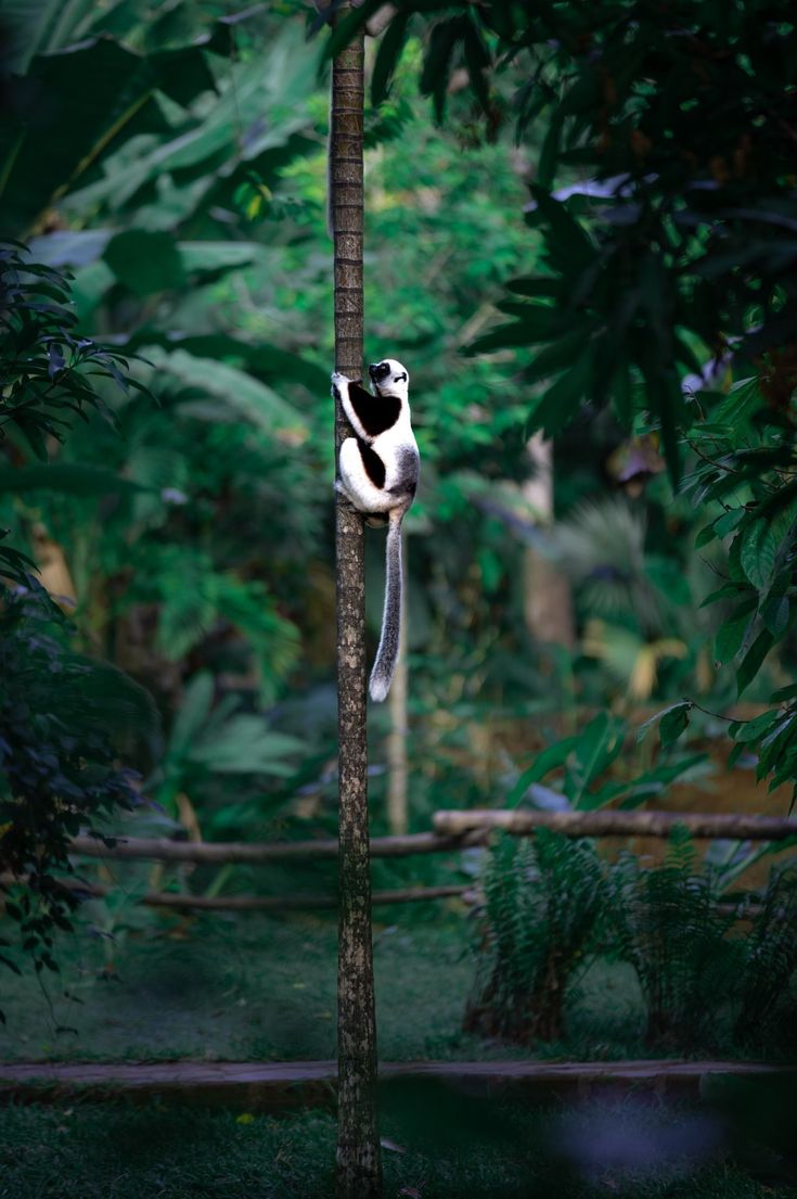 Lemur in Madagascar