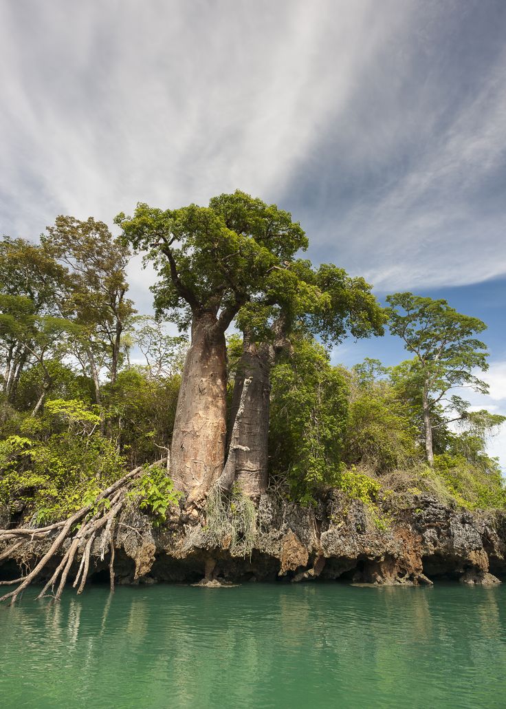 Mangroves