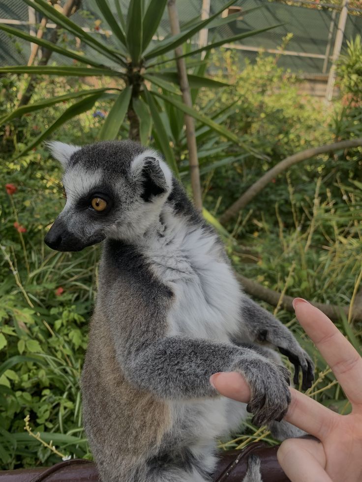 Um lémure