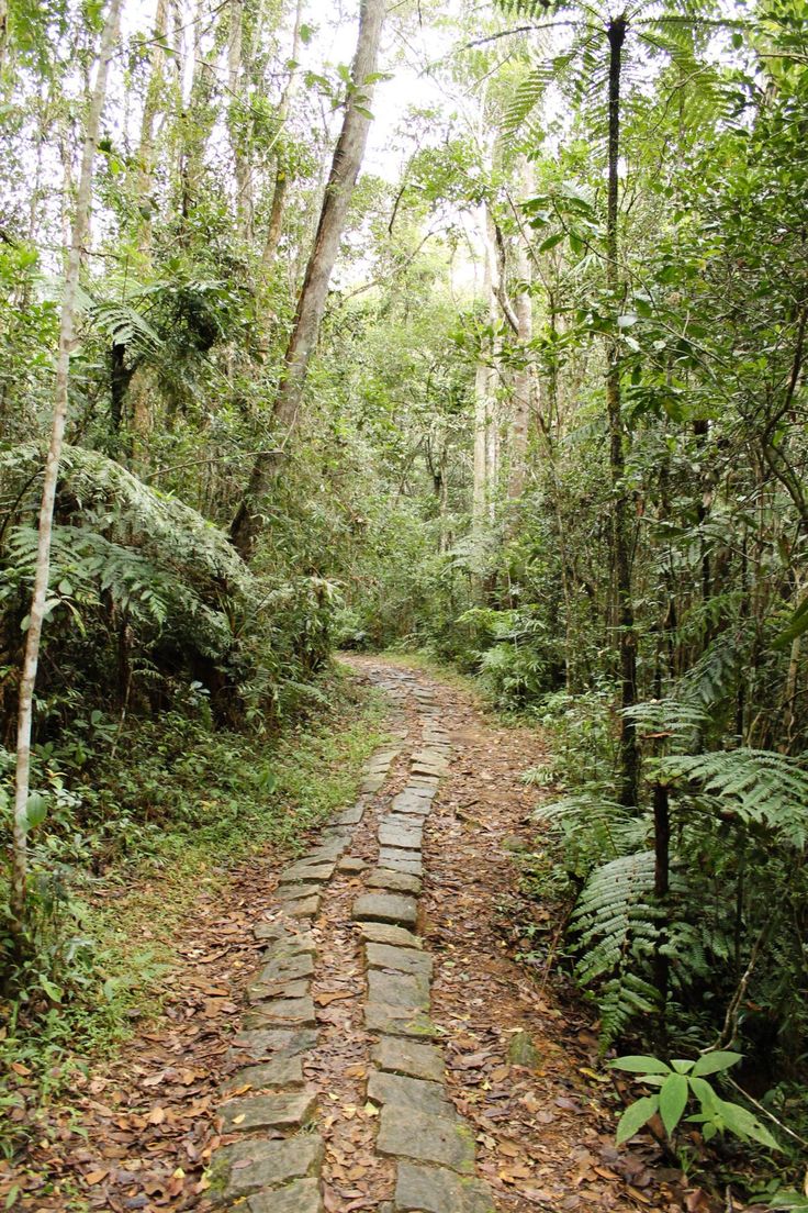 Visiting Andasibe National Park in Madagascar - Curious Travel Bug